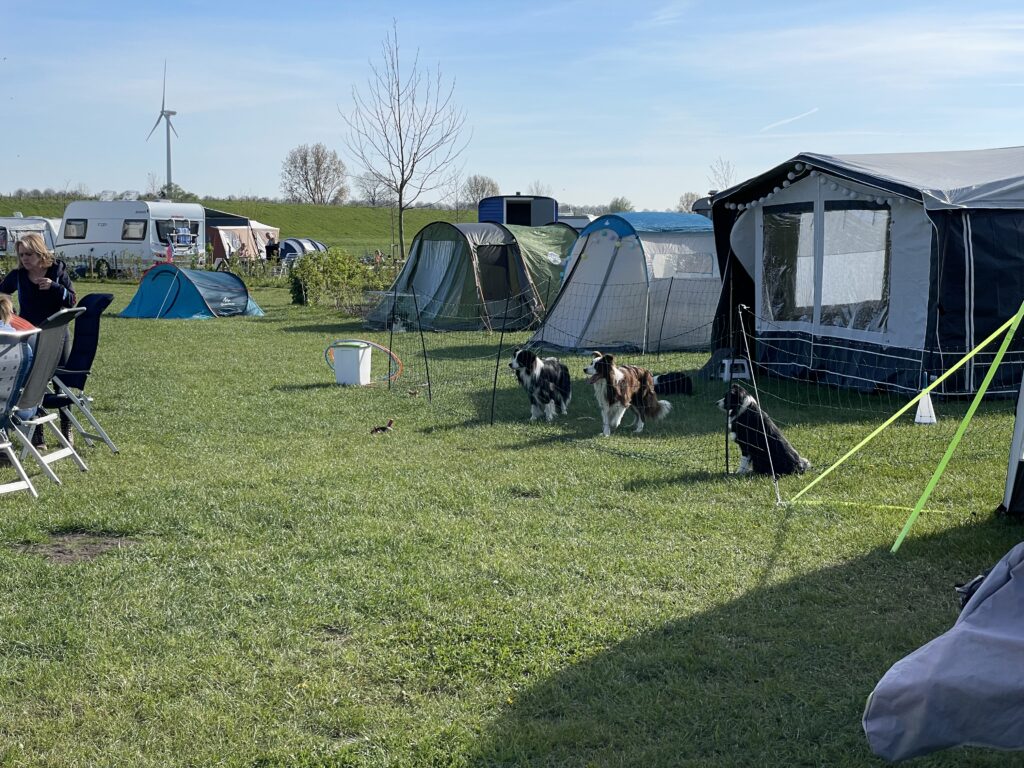 camping-brabant-honden-toegestaan